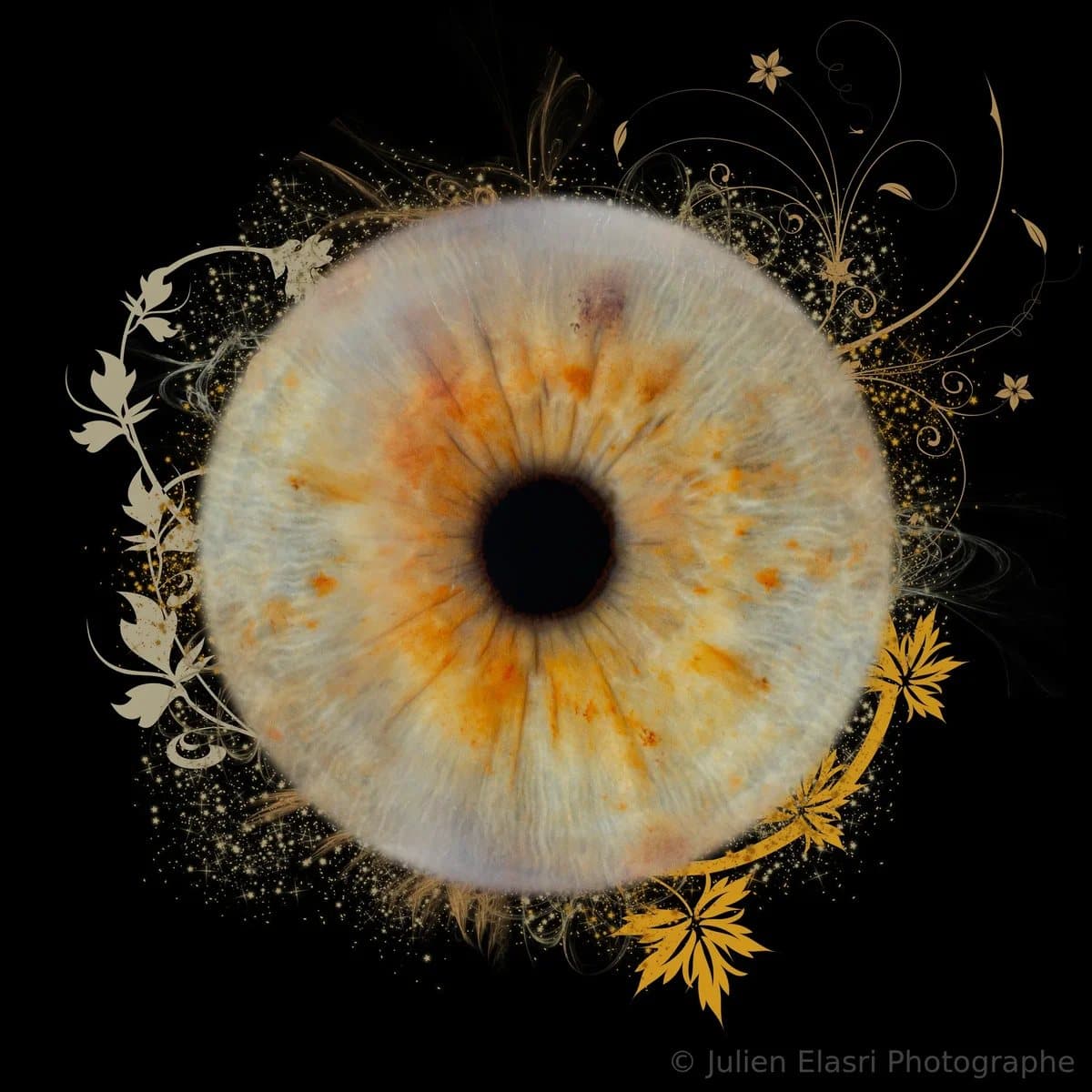 Photographie d'iris sur fond noir